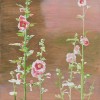 hollyhocks 2013