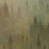 Forest Mist