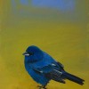 Indigo Bunting