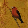 Scarlet Tanager