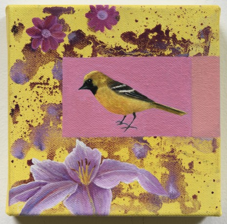 Orchard Oriole, 2021